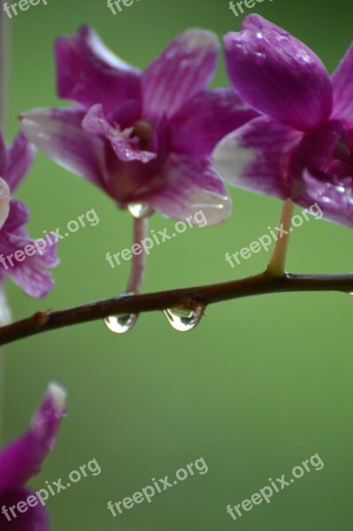 Orchid Rain Purple Drops Free Photos