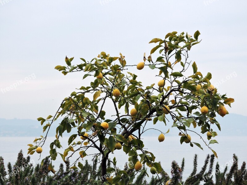 Tree Lemon Lake Garda Italy