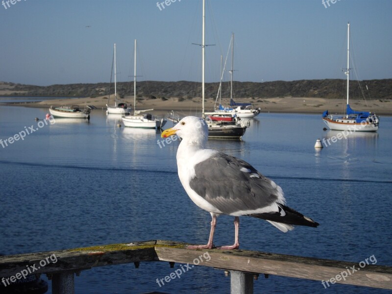 Seagull Bird Sea Beach Animal