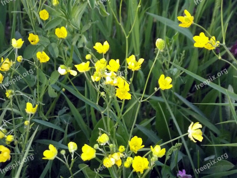 Field Flower Wildflower Yellow Free Photos