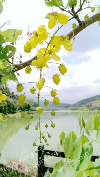 Golden Rain Tree Kim Woo Flower Cassia Fistula Sausage Tree