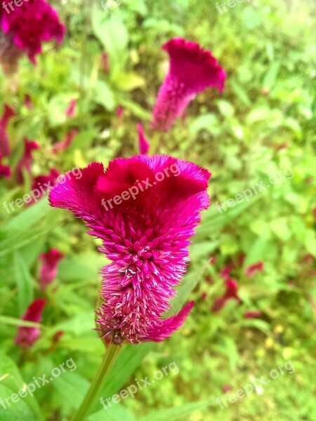 Celosia Flower Beheaded Cock Flower Free Photos