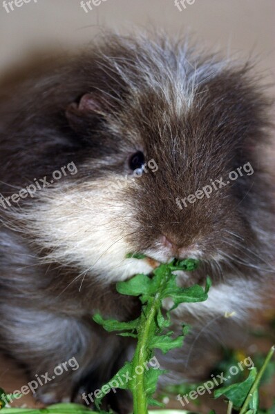 Guinea Pig Ch-teddy Lilac-icecream-and-white Eating Dandelion