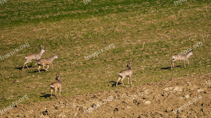 Deer Feldrehe Rehgruppe Free Photos