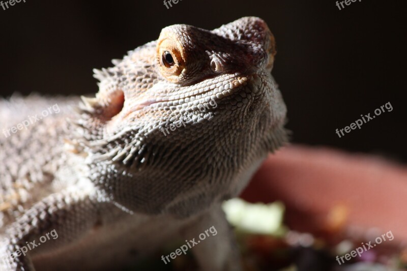 Bearded Dragon Animal Terrarium Attention Reptile