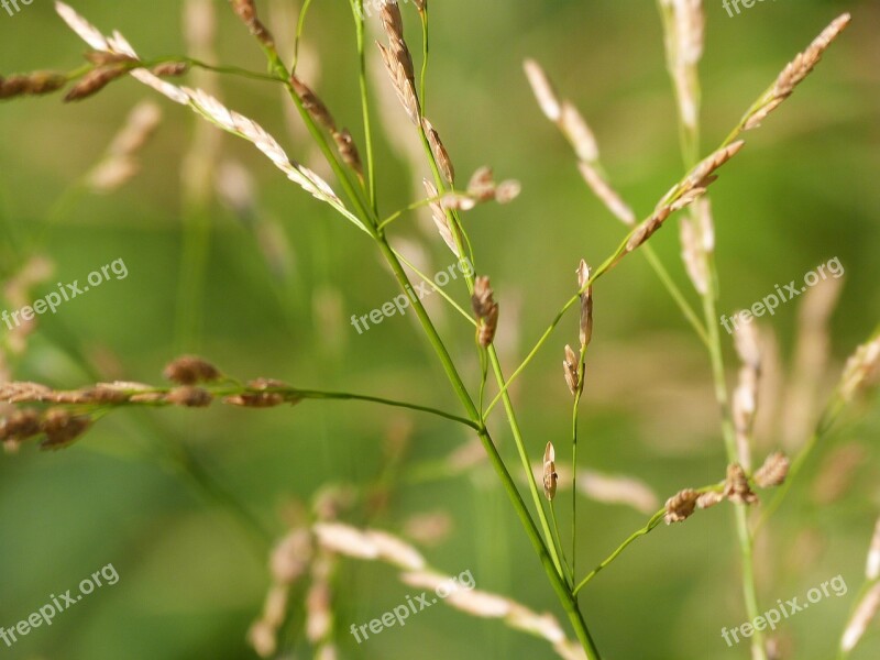 Grass Close Up Grasses Plant Macro