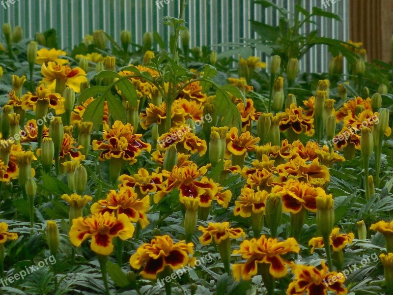 Flowers Greenhouse Garden Plant Green