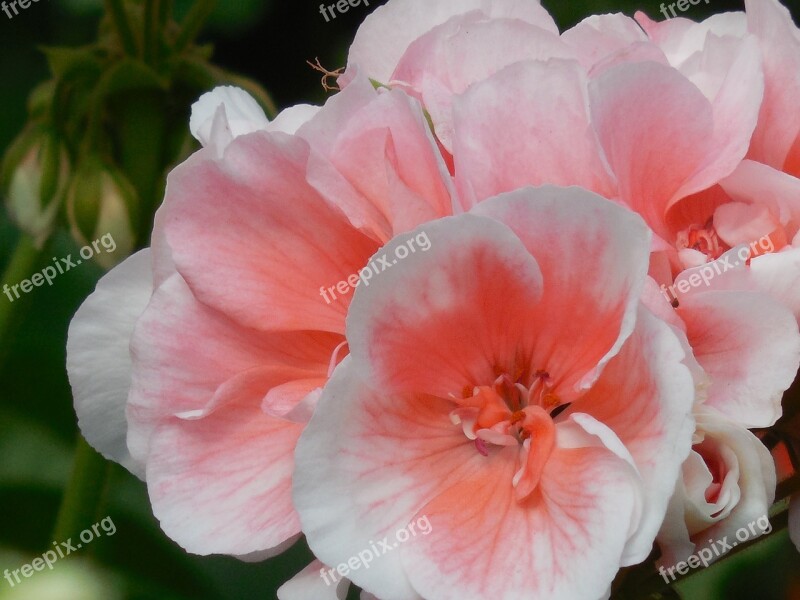 Bloom Geranium Flower Blossom Plant