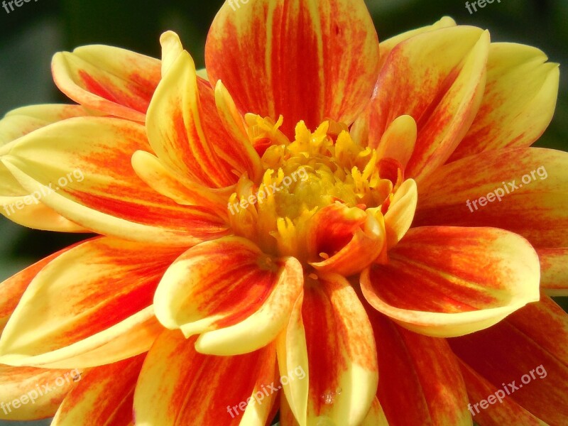 Bloom Dahlia Summer Blossom Spring