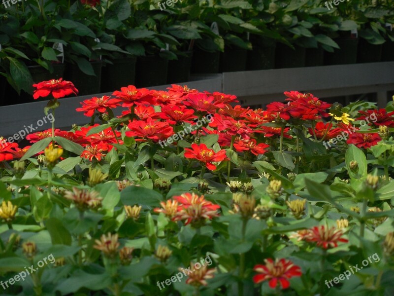 Flowers Greenhouse Garden Plant Green