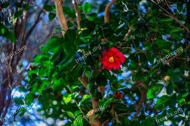 Flowers Camellia Flower Busan Free Photos