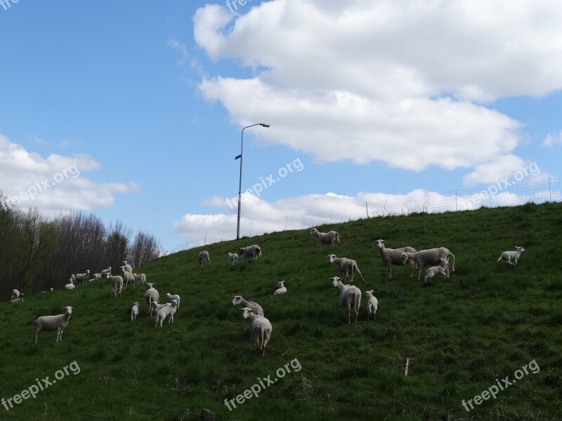 Lambs Sheep Mammals Frolic Netherlands