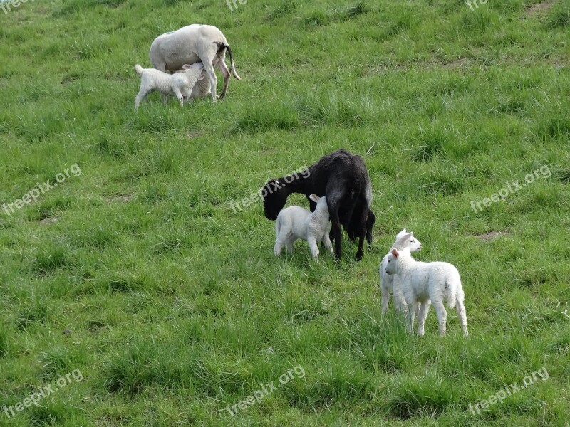 Lambs Sheep Mammals Frolic Netherlands