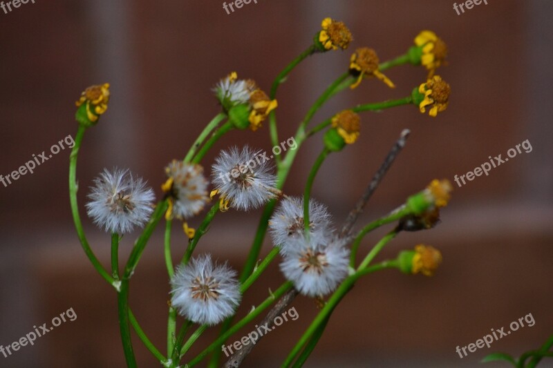 Willow Nature Flower Spring Pussy-willow