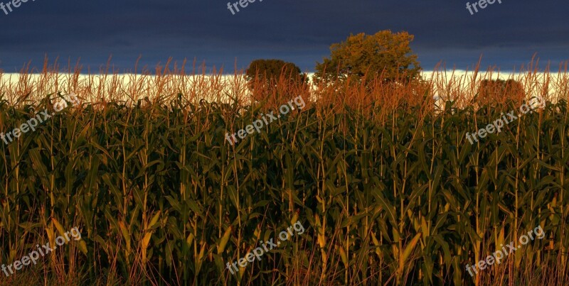 Indiana Corn Agriculture Farm Field