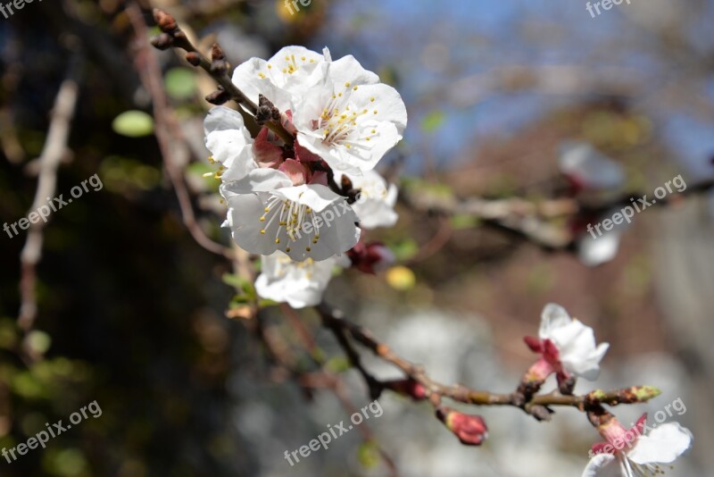 Flower Outbreak Plum Flowers Spring