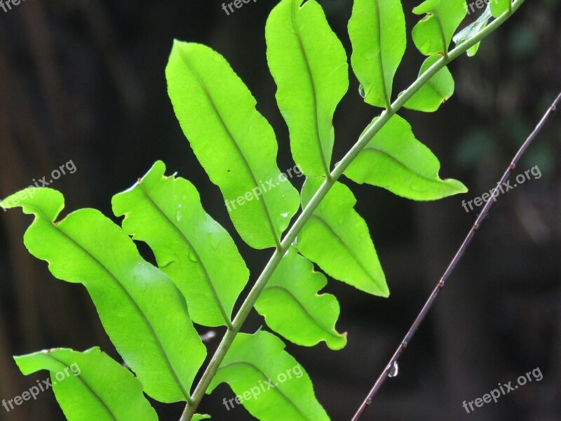 Twig Leaves Plant Green Lush