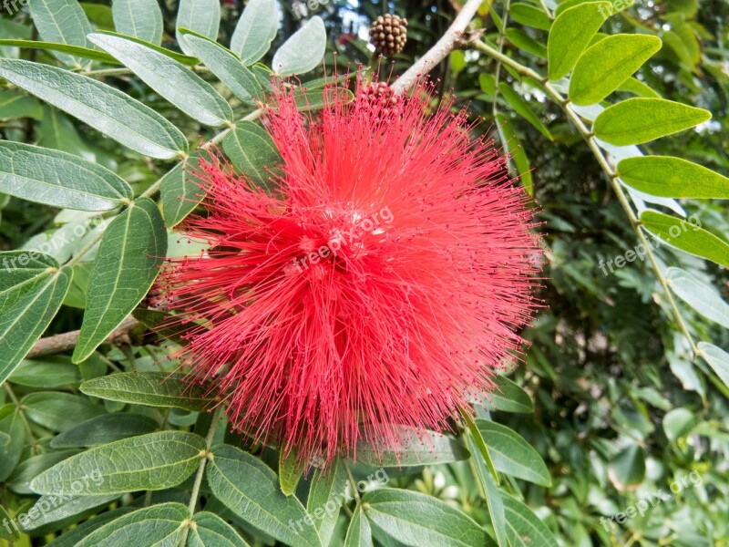 Plant Flower Red Fancy Exotic