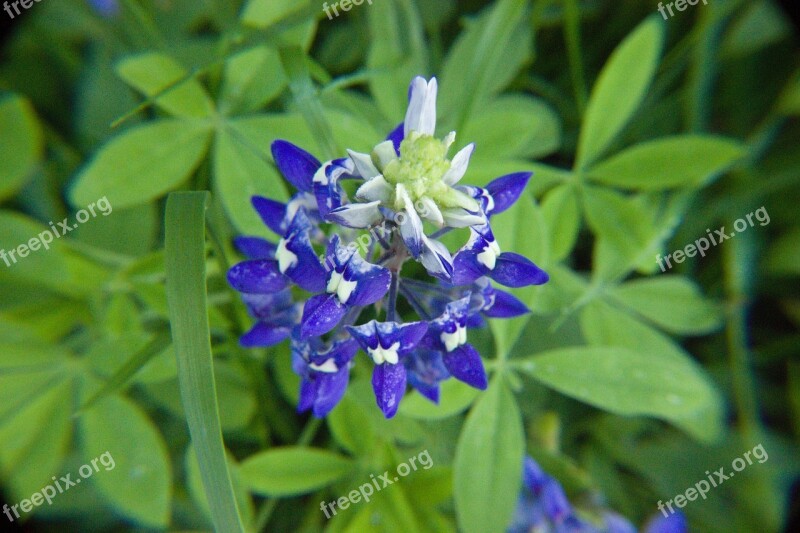 Bluebonnet Wildflower Texas Spring Green