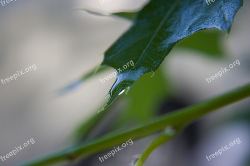 Leaf Leaves Green Spring Plant