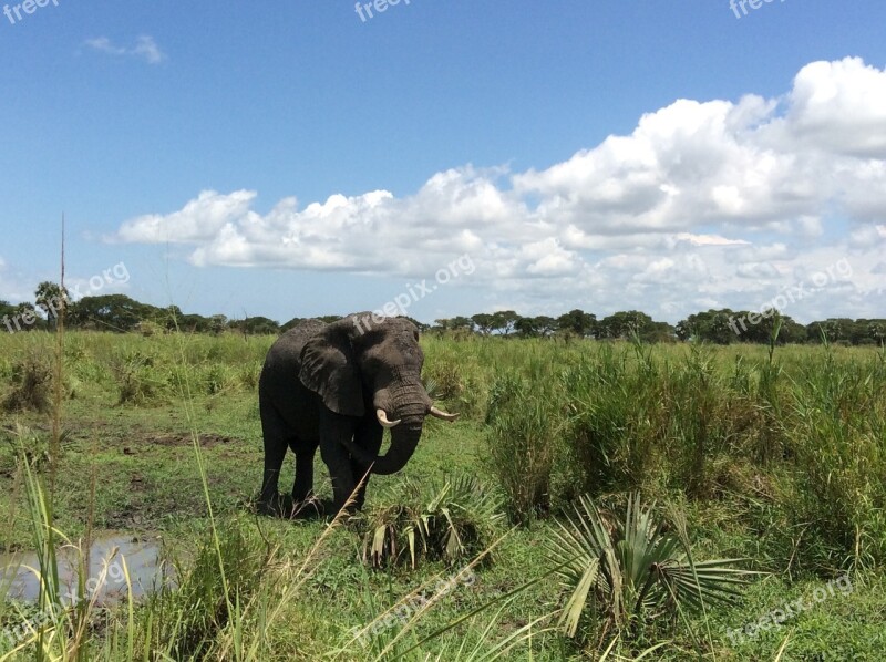 Elephant Safari Game Drive Murchison National Park Murchison Falls National Park