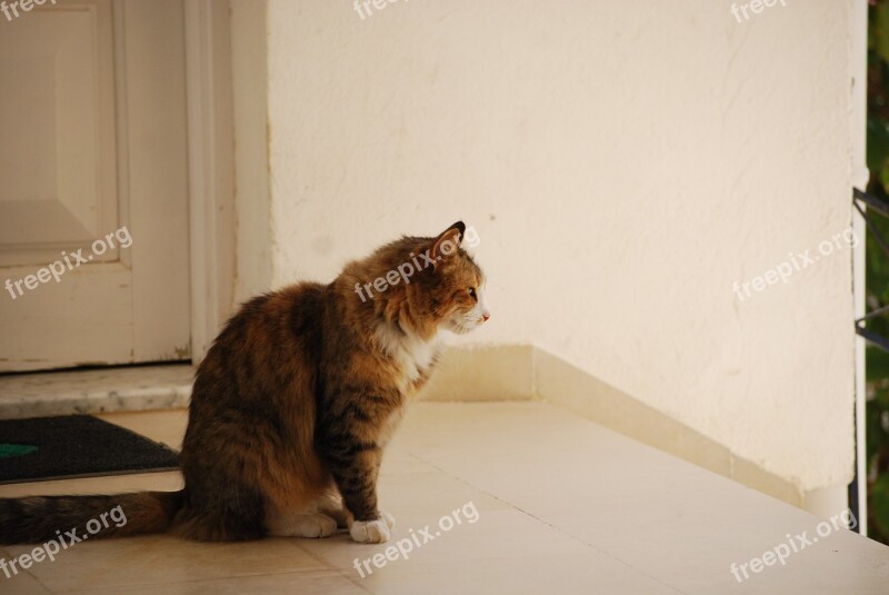 Cat Tabby Outside Free Photos