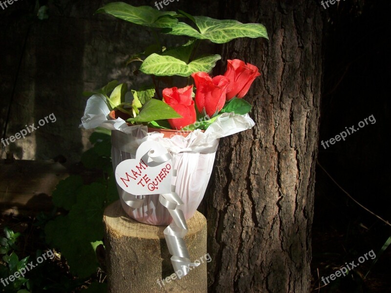 Flowerpot Gift Mother's Day Roses Red