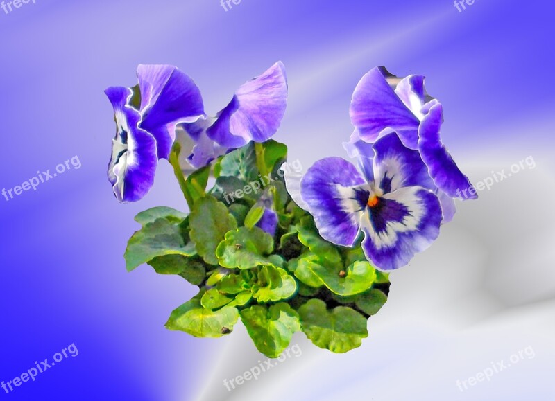 Pansy Flower Spring Blossom Bloom