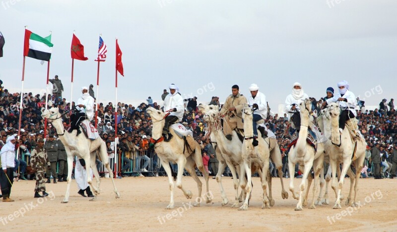 Tunisia Camel Racing Douz Bedouin Free Photos