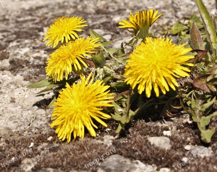 Quintuplet Yellow Sand Weed Free Photos