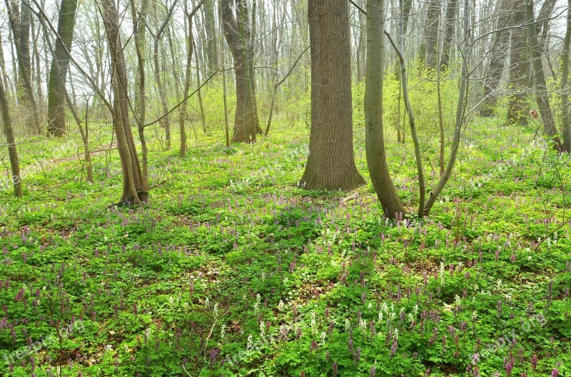 Forest Spring Nature Grass Flowers