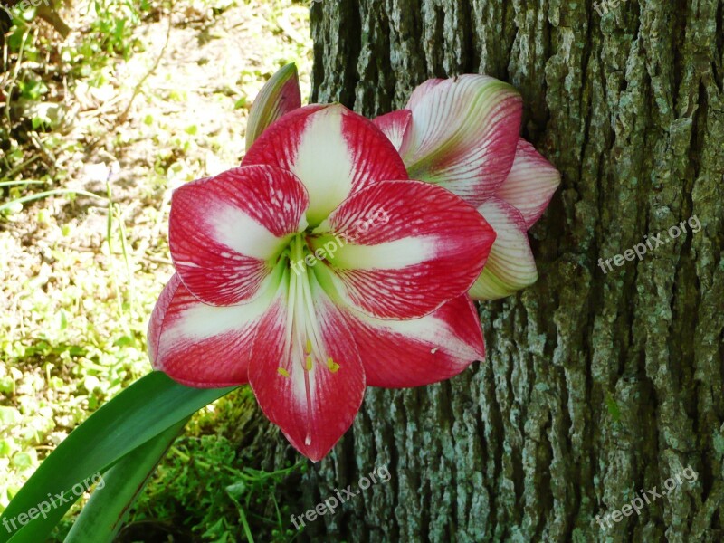 Amaryllis Spring Blossom Floral Petals