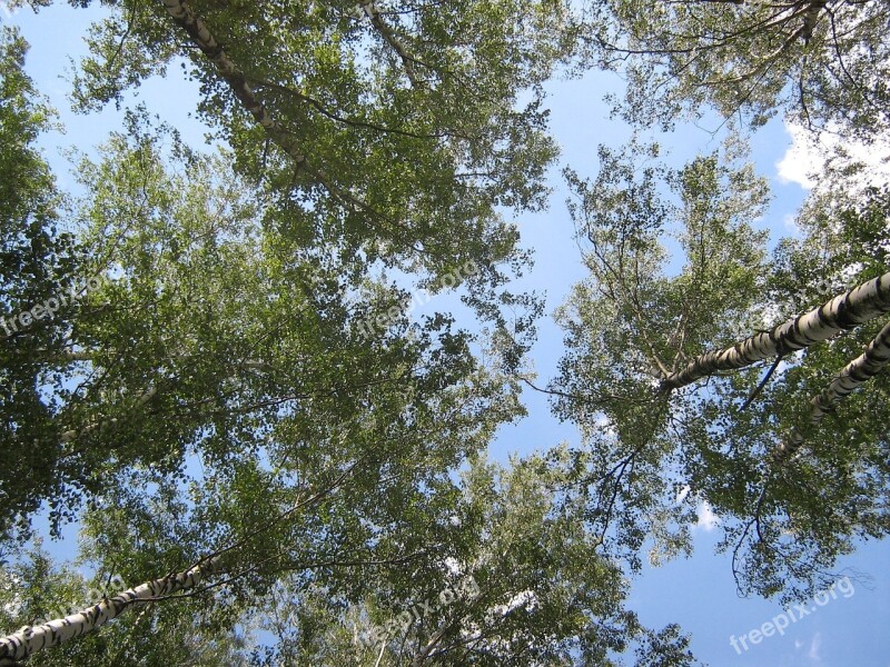 Birch Sky Trees Free Photos