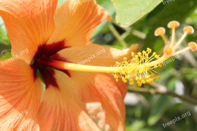 Hibiscus Spring Flower Nature Summer