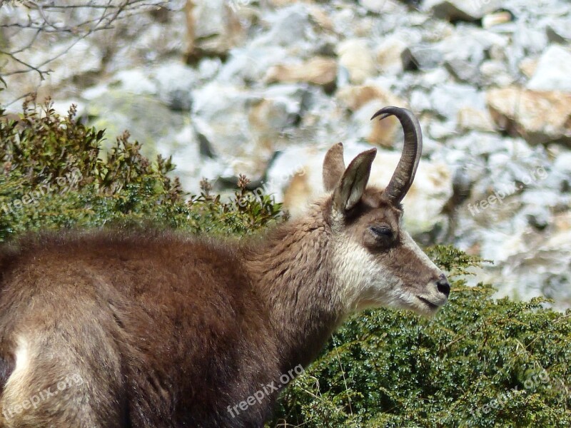 Animals Nature Fauna Wild Chamois