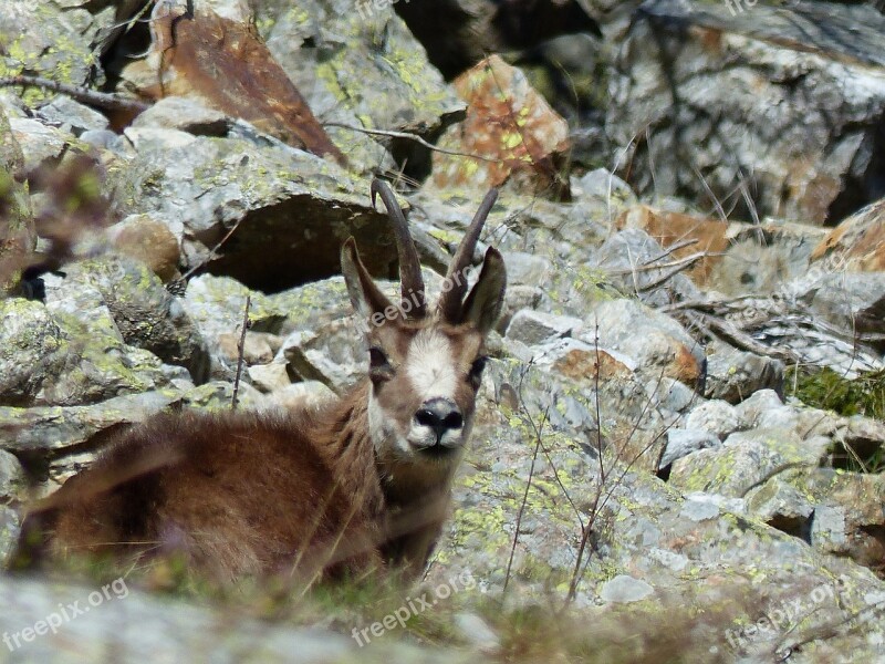 Animals Nature Fauna Wild Chamois