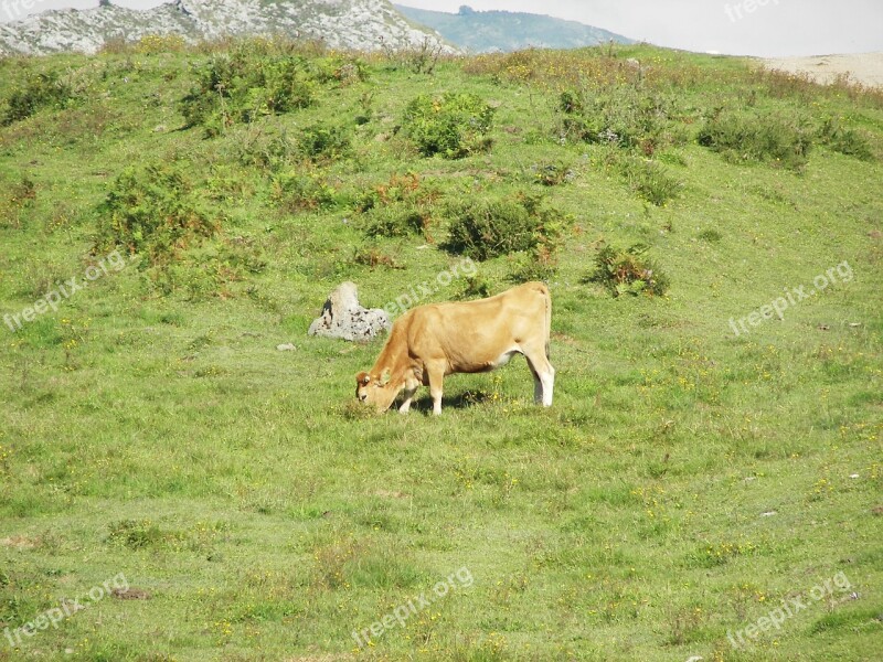 Green Cow Prado Picos De Europa Livestock