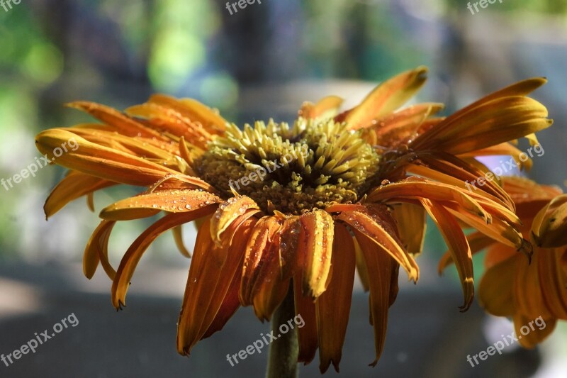 Daisy Flowers Nature Gerbera Bloom