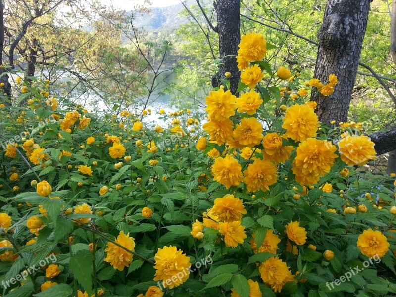 Yellow Flower Yellow Flowers Plants Nature