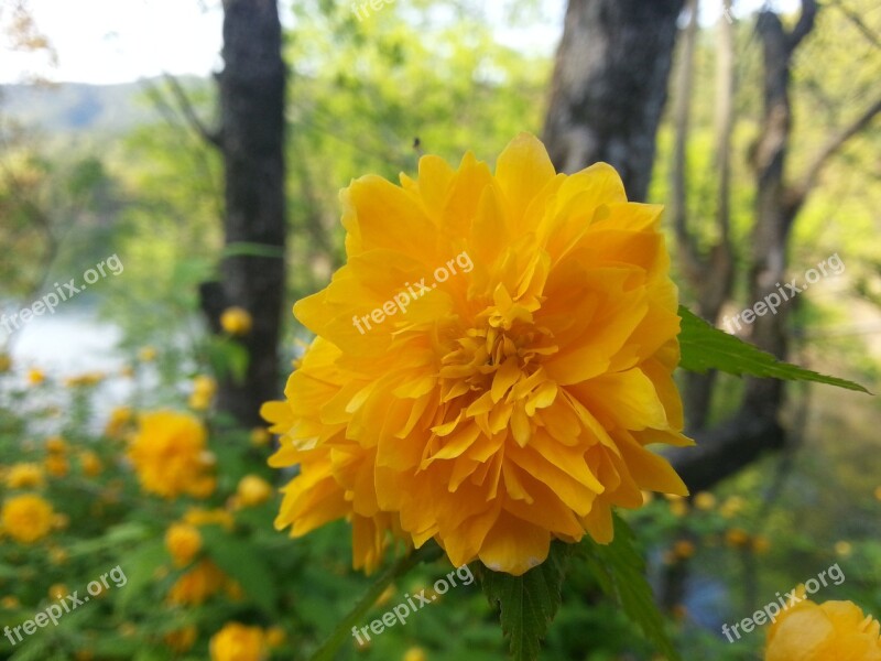 Yellow Flower Yellow Flowers Plants Nature