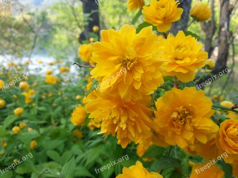 Yellow Flower Yellow Flowers Plants Nature