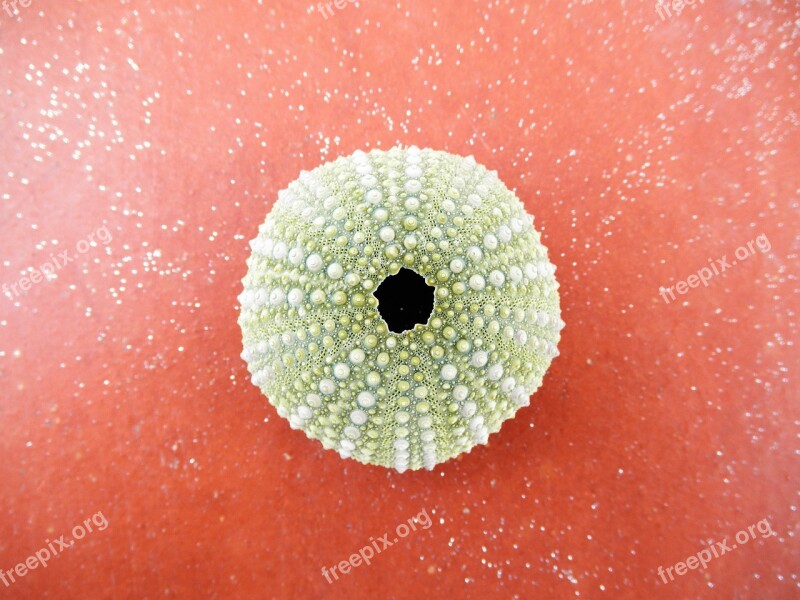 Sea Urchin Echinoidea Shell Green