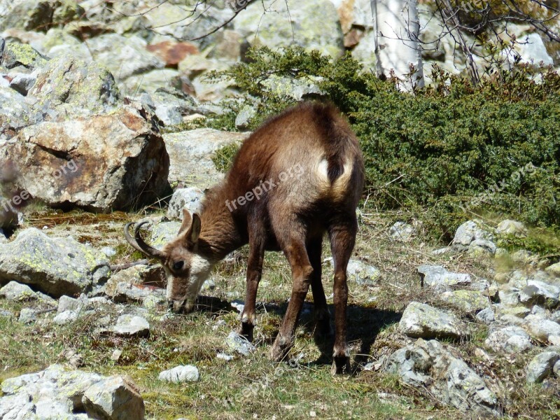 Animals Nature Fauna Wild Chamois