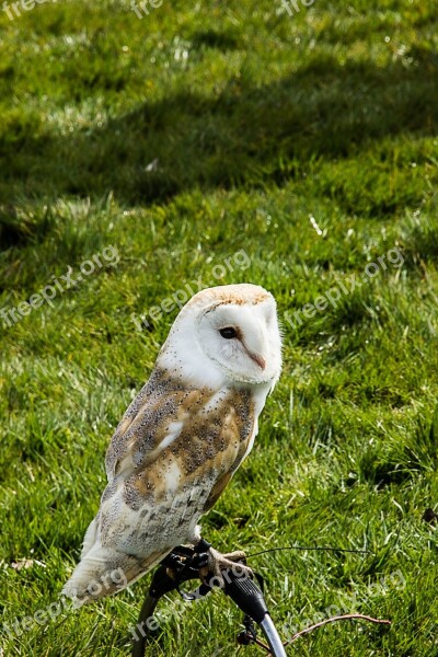 Bird Of Prey Screech Owl Bird Free Photos