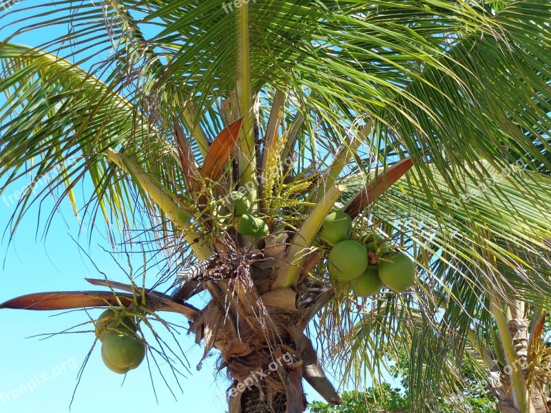 Coconut Tree Coco Green Beach Free Photos