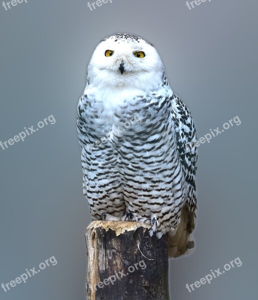 Snow Owl Owl Barn Owl Eyes Bird