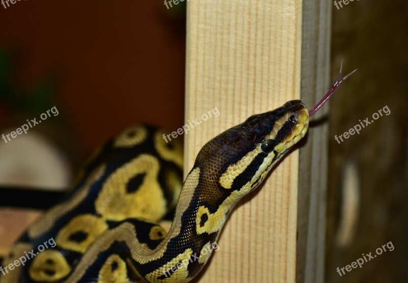 Snake Python Ball Python Cute Constrictor