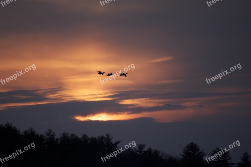 Birds Silhouettes Flying Sunset Evening