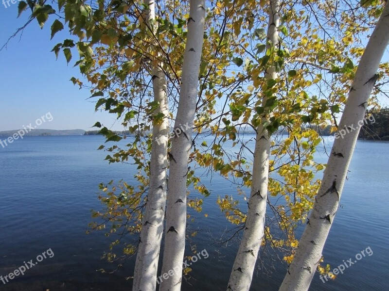 Trees Birch Foliage Sunlight Bright