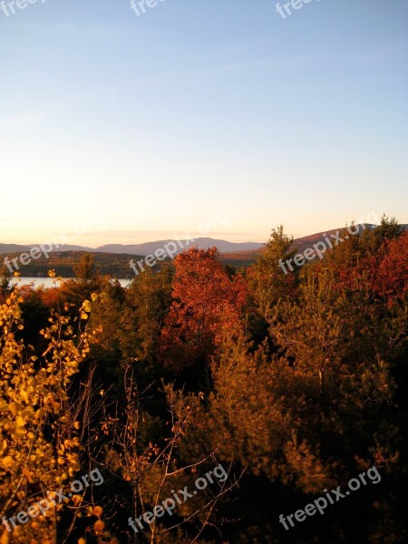 Trees Forest View Autumn Fall